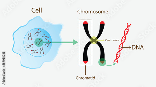 illustration of biology, chromosome and DNA structure, chromosome is made of protein and a single molecule of deoxyribonucleic acid, Passed from parents to offspring