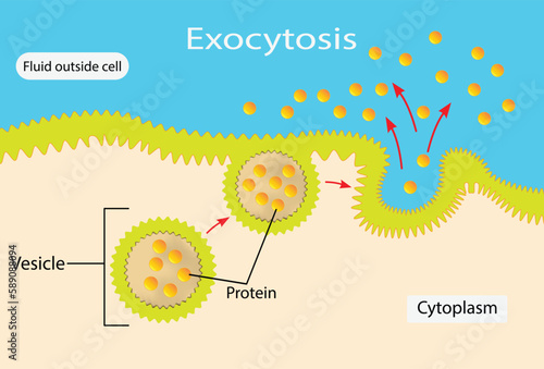 illustration of biology, Exocytosis, Fusion of secretory vesicles with the plasma membrane results in the discharge of vesicle content into the extracellular space