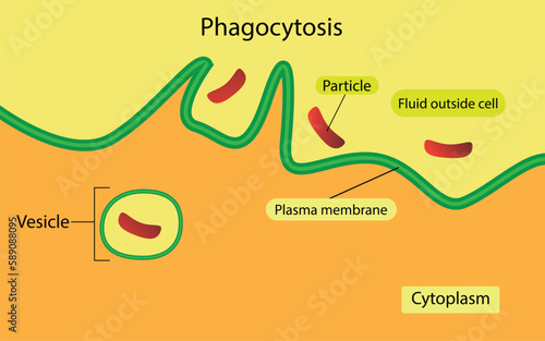 illustration of biology, Phagocytosis is the process by which a cell uses its plasma membrane to engulf a large particle, type of endocytosis