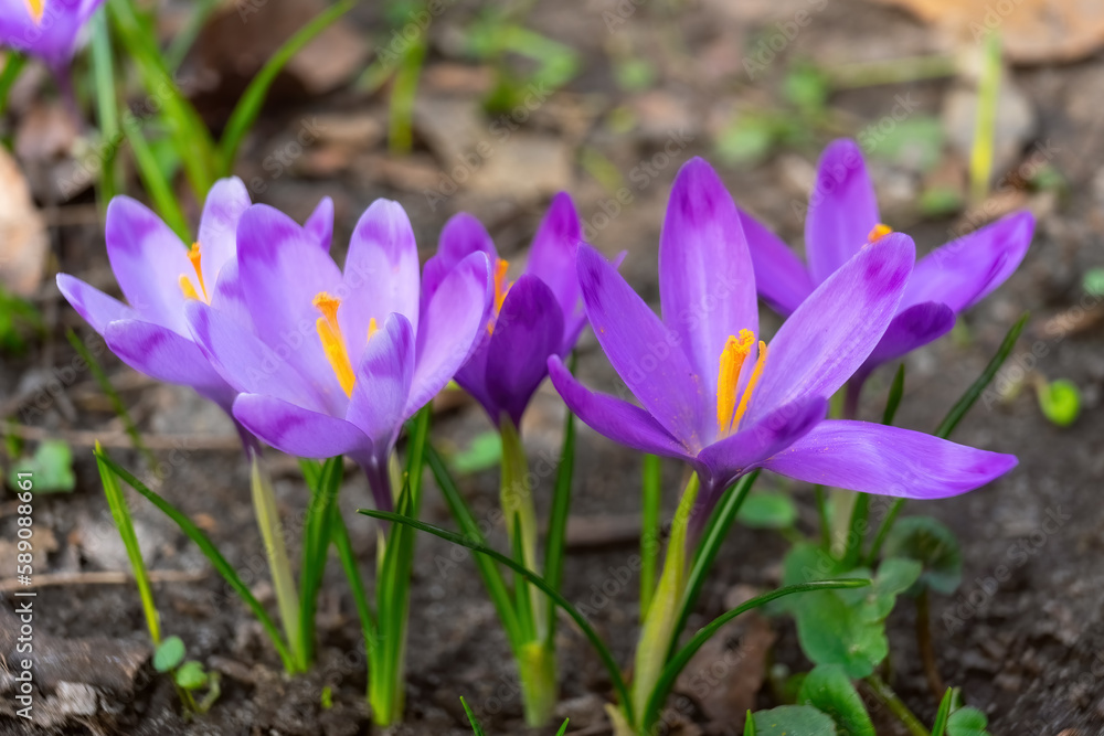 Blooming purple crocus flowers outdoors in a park, garden or forest. Springtime, floral, easter, nature. Macro, close up photo. Blooming purple crocus flowers outdoors in a park, garden or forest. Springtime, floral, easter, nature. Macro, close up photo.