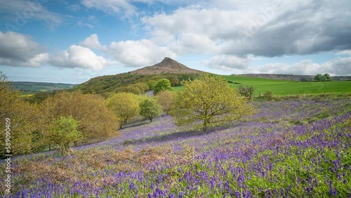 A timelapse of the bluebells at Newton Woods in the North York Moors National Park with Roseberry Topping in the background. An ancient oak forest at Aireyholme Farm, childhood home of Captain Cook. photo