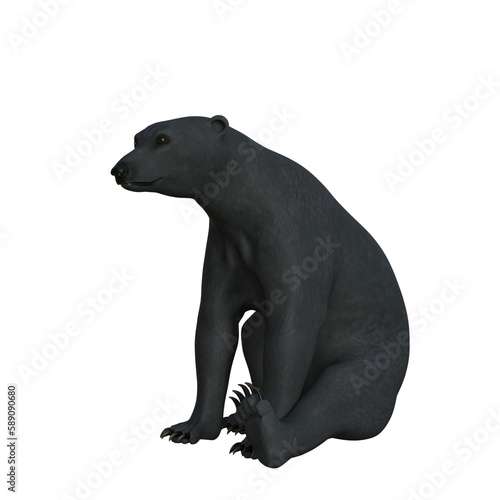 black bear cub