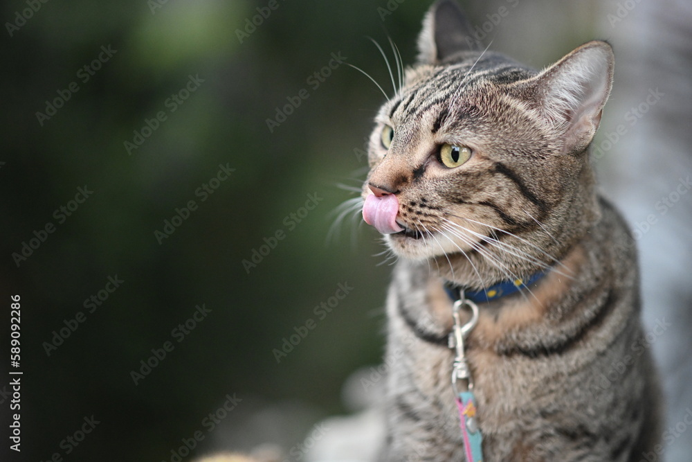 Tabby cat licked its nose.