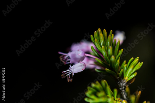 imagen detalle flor diente de león