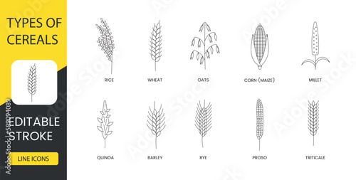 Types of cereals line icon set in vector, illustration of rice and wheat, oats and corn or maize, millet and quinoa, barley and rye, proso and triticale. Editable stroke.