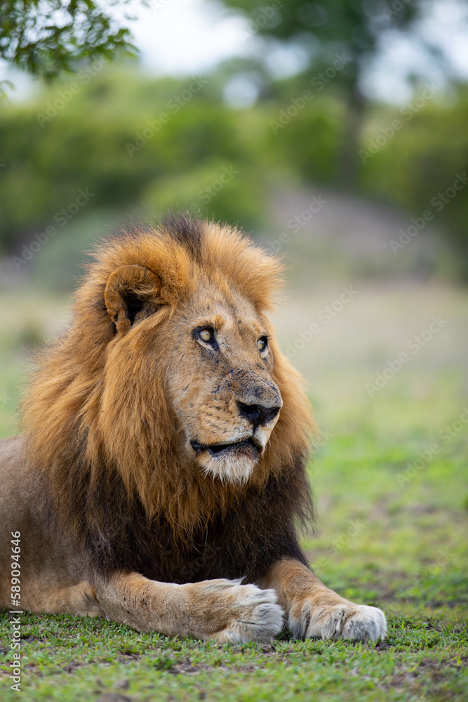 Close-up of a male Lion, Panthera leo, direct gaze. Close-up of a male Lion, Panthera leo, direct gaze.