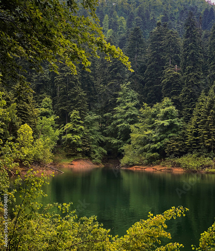 Fototapeta Naklejka Na Ścianę i Meble -  lake in the forest
