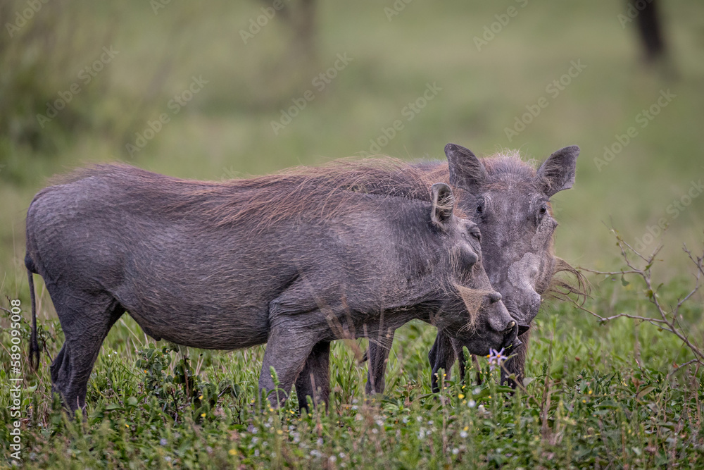 Wild dog, Lycaon pictus, on a boulder, looking to the side. Wild dog, Lycaon pictus, on a boulder, looking to the side.