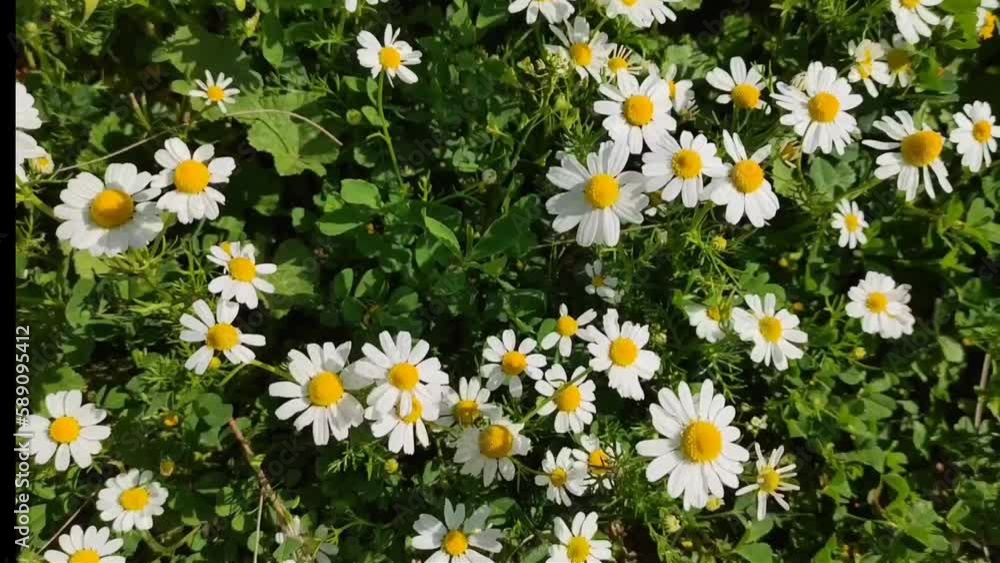 Natural flowers white daisies with green leaves, in the garden Natural flowers white daisies with green leaves, in the garden