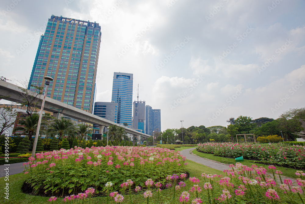 Fototapeta premium Beautiful Spider flowers planted in park close to the skytrain runway