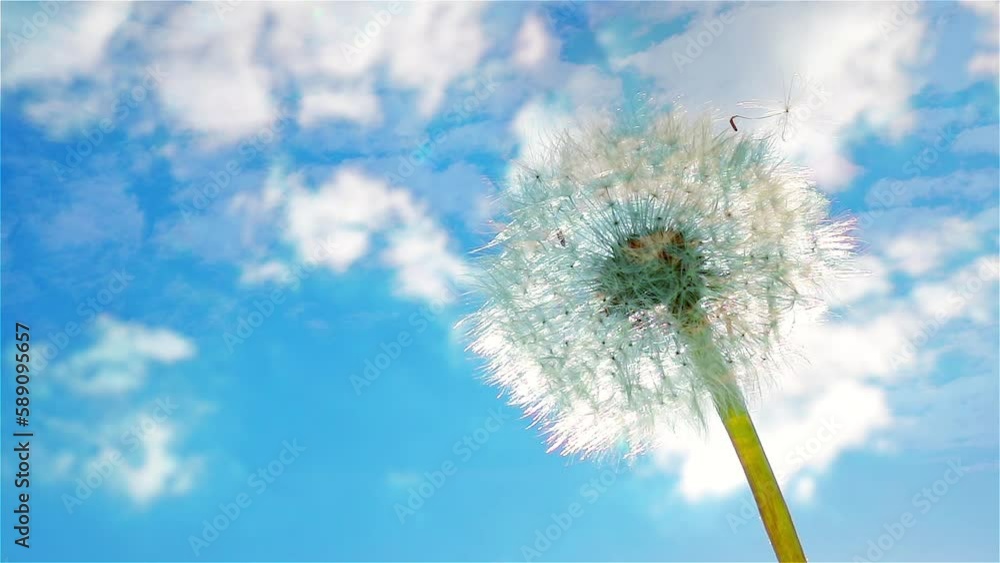 Ripened dandelion flower on deep blue sky with fluffy moving clouds. Steep angle up panoramic view. The color of earth and sky. Natural and calming appearance.
Ripened dandelion flower on deep blue sky with fluffy moving clouds. Steep angle up panoramic view. The color of earth and sky. Natural and calming appearance.