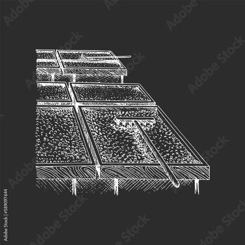 Coffee beans drying, vintage drawing in vector