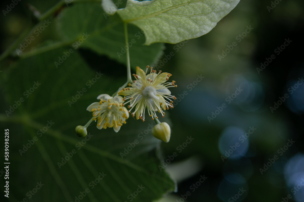 Flowers of a blossoming linden tree on a blurred background. Close-up. Blooming large-leaved linden (Tilia). The concept of natural medicine, medicinal herbal teas, aromatherapy. Soft focus. Flowers of a blossoming linden tree on a blurred background. Close-up. Blooming large-leaved linden (Tilia). The concept of natural medicine, medicinal herbal teas, aromatherapy. Soft focus.