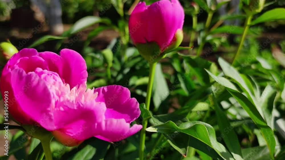 Beautiful pink peony flowers in the garden on a flower bed. A sunny day among red flowers in the home garden. Beautiful pink peony flowers in the garden on a flower bed. A sunny day among red flowers in the home garden.