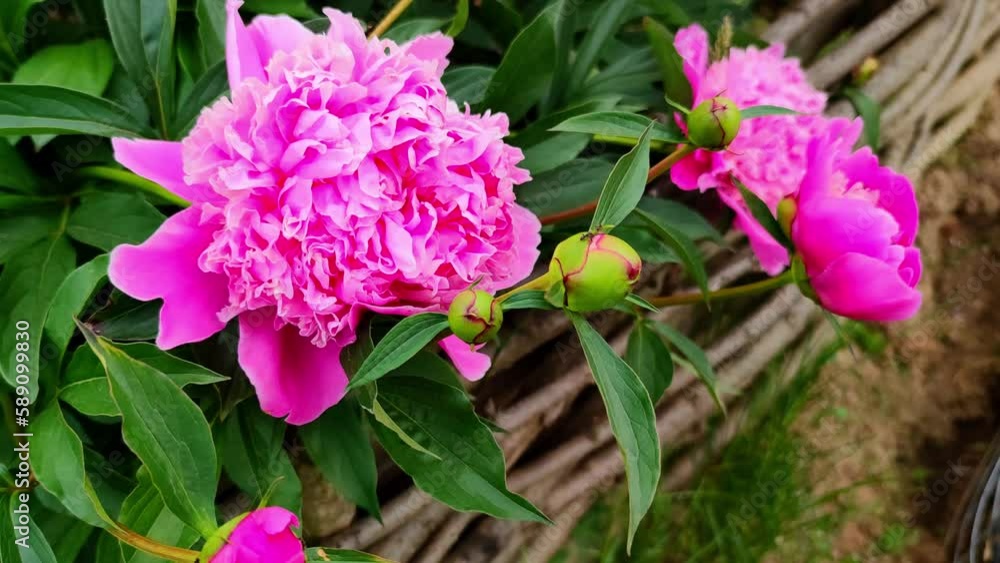 Beautiful pink peony flowers in the garden on a flowerbed with a wicker wooden fence. A sunny day among red flowers in the home garden. Beautiful pink peony flowers in the garden on a flowerbed with a wicker wooden fence. A sunny day among red flowers in the home garden.