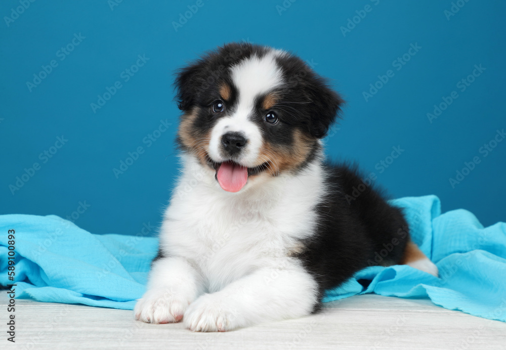 Cute cheerful Australian Shepherd puppy on a blue background
