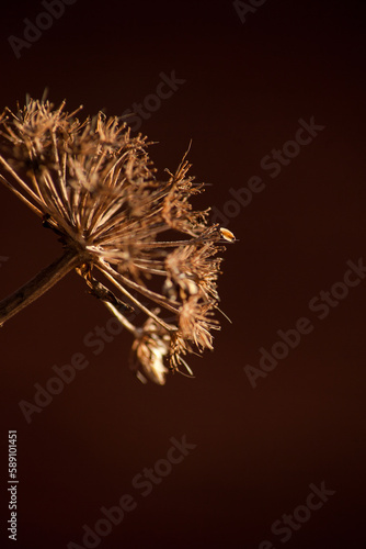 Closeup on small seed head with red background