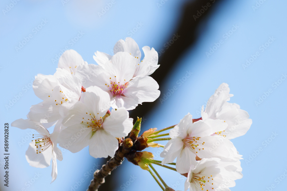 Obraz premium Spring, a sunny day, beautifully blooming brightly colored cherry blossoms