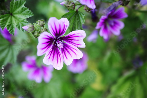 緑の中の美しい紫の草花