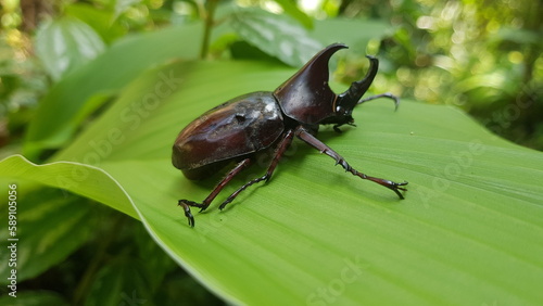 Beautiful photo of a horn beetle sitting on a green leaf, perfect for animal themed backgrounds, macro backgrounds. © NicBrand