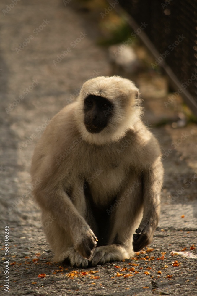 Fototapeta premium Vertical shot of a beautiful fluffy gibbon primate on the street