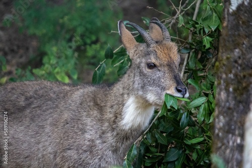 Closeup of a Himalayan goral (Naemorhedus goral)  eating green plant leaves