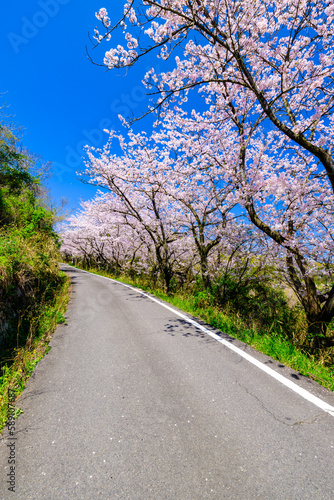 Wallpaper Mural Cherry blossoms in full bloom blowing in wind under the blue sky in spring, Nature or outdoor background, High resolution	 Torontodigital.ca
