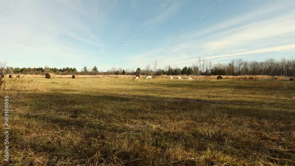 Aerial view of goats grazing in field Aerial view of goats grazing in field