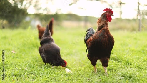 Closeup shot of a rooster with his hens on a small farm in Ontario, Canada