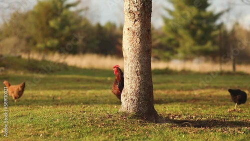Closeup of a rooster chickens on a small farm in Ontario, Canada