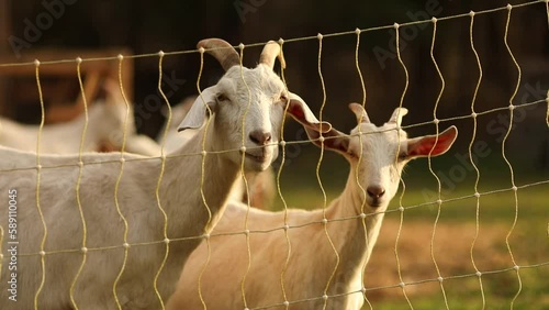 Closeup of Saanen goats eating on a small farm in Ontario, Canada photo