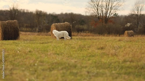 White Maremma sheepdog walking on the barn field in Ontario, Canada photo