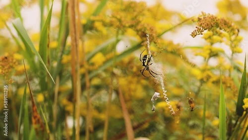 Argiope aurantia spider in Ontario, Canada