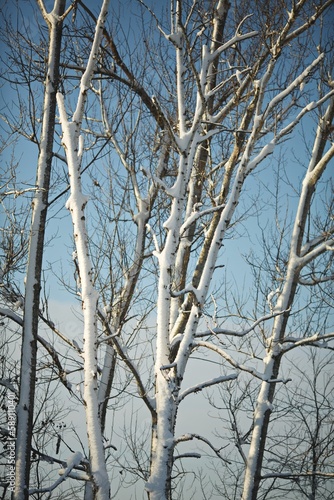 Vertical shot of the tree branches covered in snow against the blue sky during the daytime