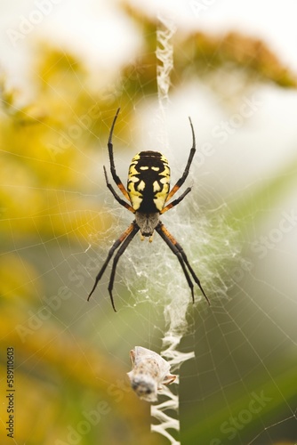 Vertical shot of a Yellow Garden Spider (Argiope aurantia) on a cobweb