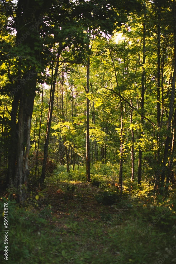 Obraz premium Vetical shot of thick forest on a sunny day
