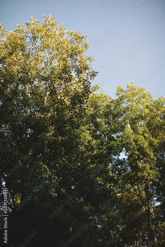 Vetical shot of thick forest on a sunny day Vetical shot of thick forest on a sunny day
