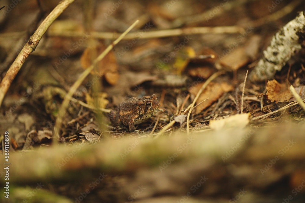 there is a small bird standing on the ground in the leaves there is a small bird standing on the ground in the leaves