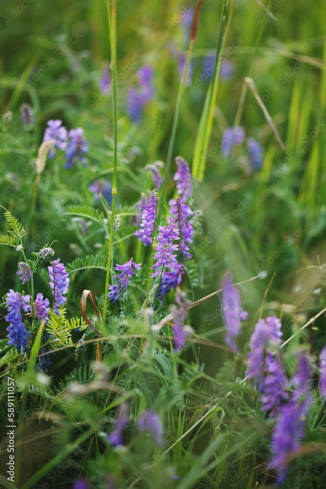 Obraz premium Vertical shot of purple mouse peas flowers in a field