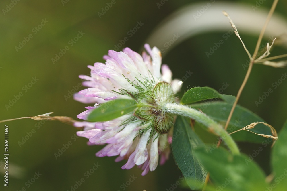 Macro shot of a purple flower with green leaves on an isolated background Macro shot of a purple flower with green leaves on an isolated background