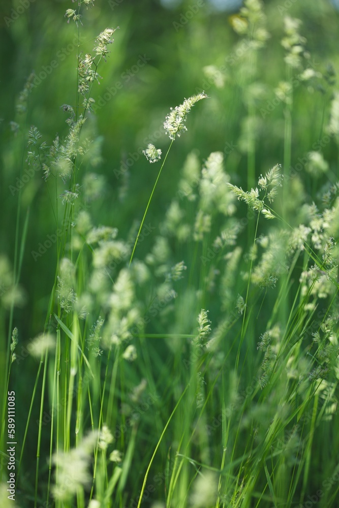 Close-up vertical view of Pooideae plants growing in the meadow