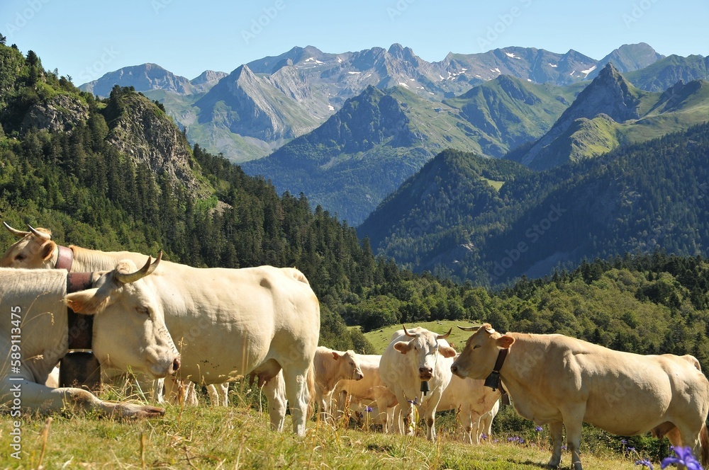 Cattle in the field against the background of green mountains.
