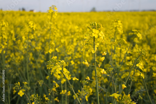 Yellow rapeseed flowers close up