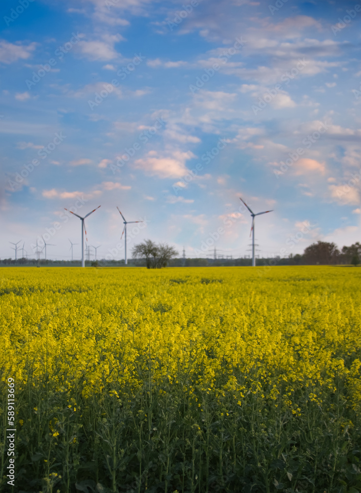 Yellow flowers in a rapeseed field and wind turbines on the horizon Yellow flowers in a rapeseed field and wind turbines on the horizon