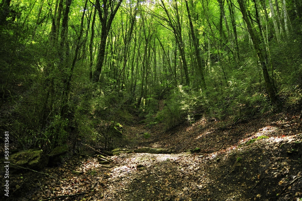 Fototapeta premium Landscape from mysterious green wood