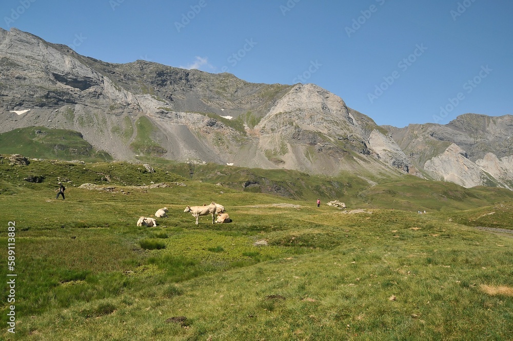 Green field with grazing cattle against the background of mountains. Catalan Pyrenees, France.