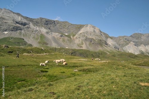 Green field with grazing cattle against the background of mountains. Catalan Pyrenees, France. © Jordi Figueras/Wirestock Creators