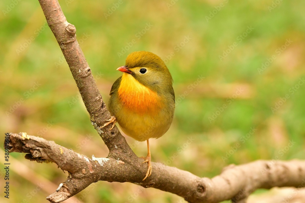 Fototapeta premium Close-up view of a Red-billed leiothrix perching on a tree