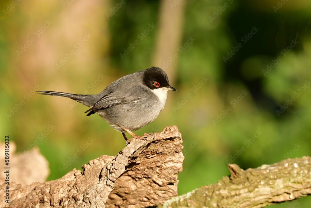 Close-up profile view of a Sardinian warbler perching under the sunlight Close-up profile view of a Sardinian warbler perching under the sunlight