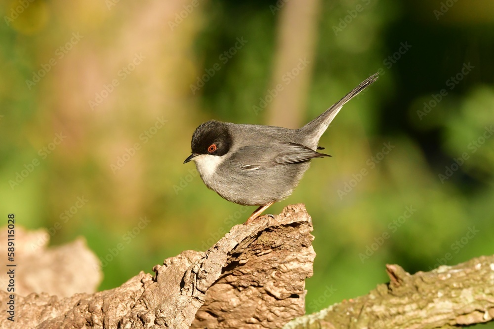 Fototapeta premium Close-up profile view of a Sardinian warbler perching under the sunlight